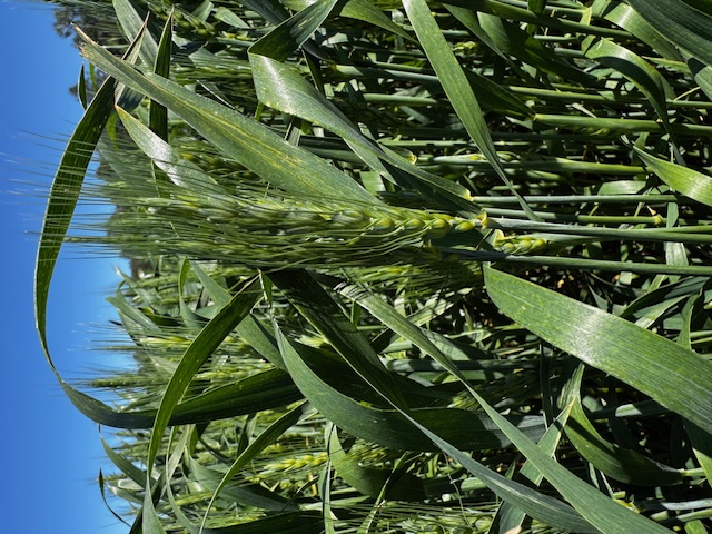 Rokko vasaras kvieši