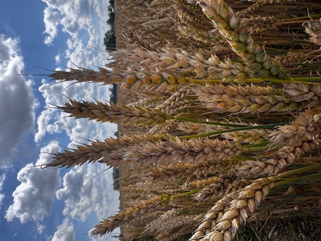 Ziemas kvieši Umberto