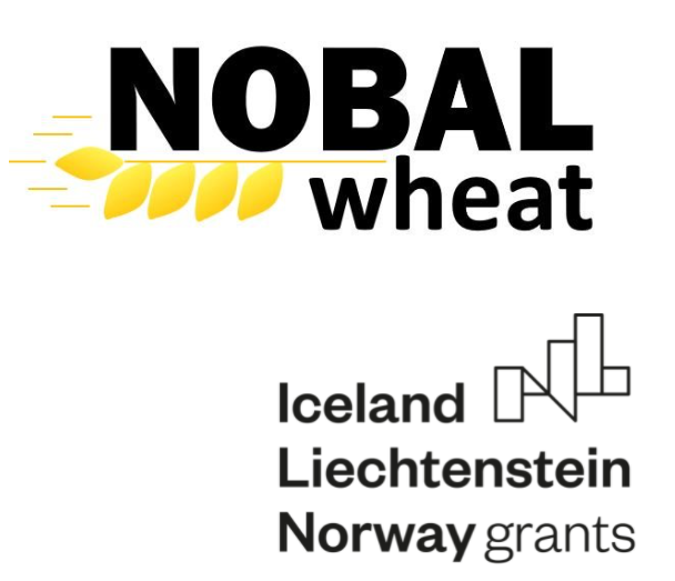 nobalwheat
