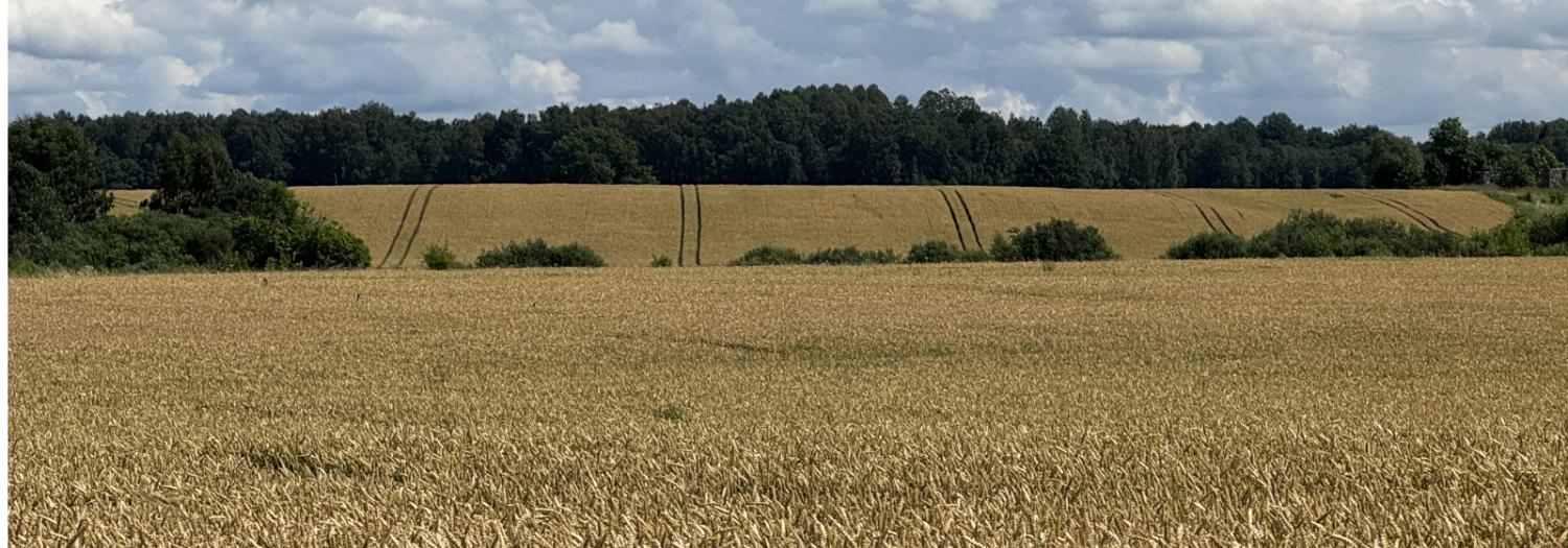 Brigena_lauks_ziedini_2026