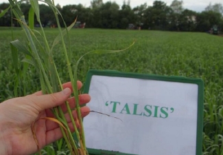 Talsis - Igaunijas augu šķirņu katalogā