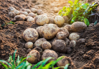 https://creativemarket.com/nednapa/3696422-Potatoes-in-the-field-featuring-potato-field-and-agriculture