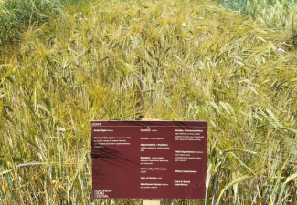 Igate Dānijā
