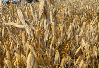 Kailgraudu auzas Stendes Emilija