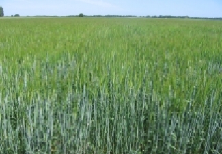gāte