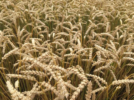 Ziemas kvieši Reinis | Agroresursu un ekonomikas institūts