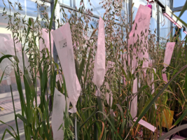 Siltumnica Selekcija