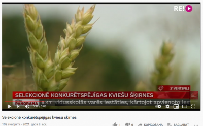 Strazdina