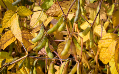 soya