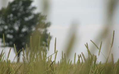 Uzsāk projekta “Zinātniski pamatoti risinājumi ilgtspējīgai pārtikas sistēmai Eiropas zaļā kursa mērķu sasniegšanai (GreenAgroRes)” īstenošanu.