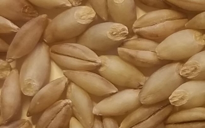 korn