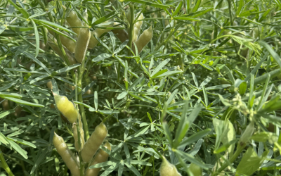 lupinas