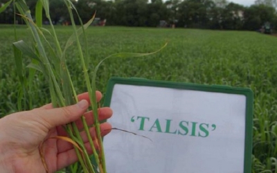 Talsis - Igaunijas augu šķirņu katalogā