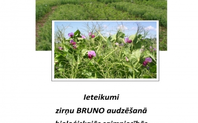 bruno