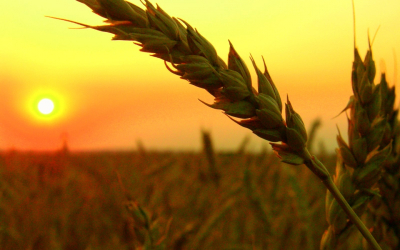 harvest