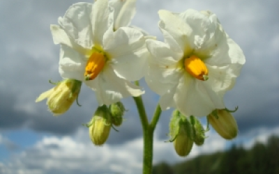 Kartupelis