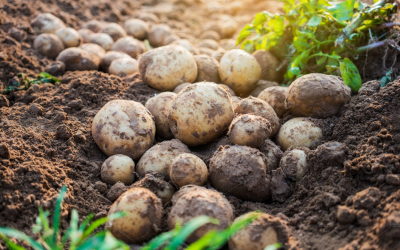 https://creativemarket.com/nednapa/3696422-Potatoes-in-the-field-featuring-potato-field-and-agriculture