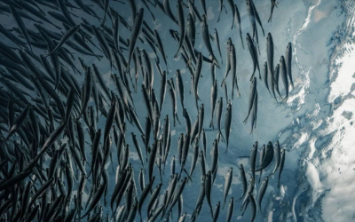 https://derwent.es/en/aquaculture-projects/